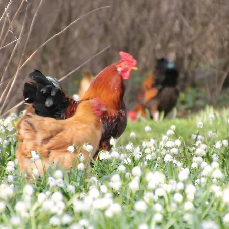 Bed & Breakfast Praestogaard *